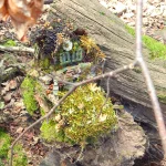 gaensebluemchen-moos-haus-01