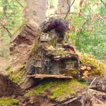 gaensebluemchen-moos-haus